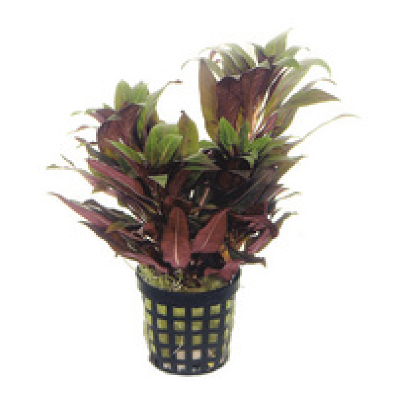 6x Ludwigia Peruviana